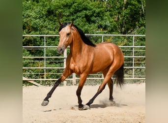 Koń andaluzyjski, Klacz, 3 lat, 163 cm, Bułana