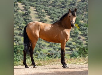 Koń andaluzyjski, Klacz, 3 lat, 163 cm, Bułana