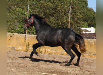 Koń andaluzyjski, Klacz, 3 lat, 163 cm, Siwa