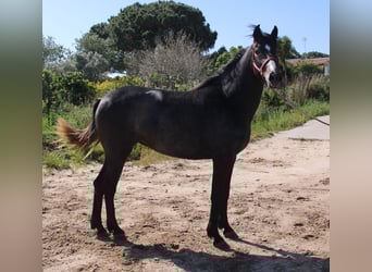 Koń andaluzyjski, Klacz, 3 lat, 163 cm, Siwa