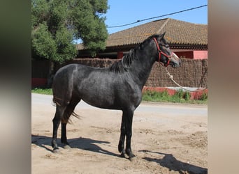 Koń andaluzyjski, Klacz, 3 lat, 163 cm, Siwa