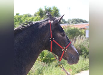 Koń andaluzyjski, Klacz, 3 lat, 163 cm, Siwa