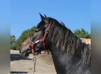 Koń andaluzyjski, Klacz, 3 lat, 163 cm, Siwa