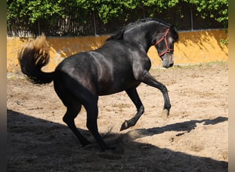 Koń andaluzyjski, Klacz, 3 lat, 163 cm, Siwa