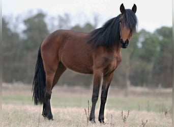 Koń andaluzyjski, Klacz, 3 lat, 164 cm, Gniada