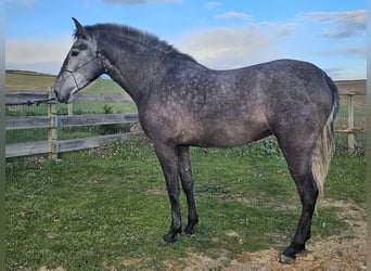 Koń andaluzyjski, Klacz, 3 lat, 165 cm, Siwa