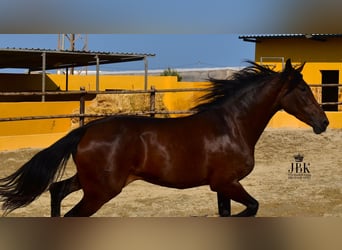 Koń andaluzyjski, Klacz, 3 lat, 167 cm, Gniada