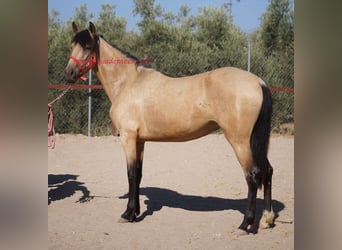 Koń andaluzyjski, Klacz, 3 lat, Bułana