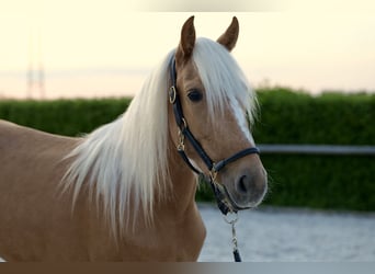 Koń andaluzyjski, Klacz, 4 lat, 143 cm, Izabelowata