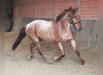 Koń andaluzyjski Mix, Klacz, 4 lat, 150 cm, Kasztanowatodereszowata
