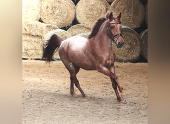 Koń andaluzyjski Mix, Klacz, 4 lat, 150 cm, Kasztanowatodereszowata