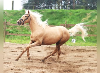 Koń andaluzyjski Mix, Klacz, 4 lat, 150 cm, Perłowa