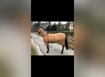Koń andaluzyjski, Klacz, 4 lat, 151 cm, Jelenia