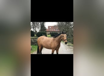 Koń andaluzyjski, Klacz, 4 lat, 151 cm, Jelenia