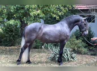 Koń andaluzyjski, Klacz, 4 lat, 151 cm, Siwa