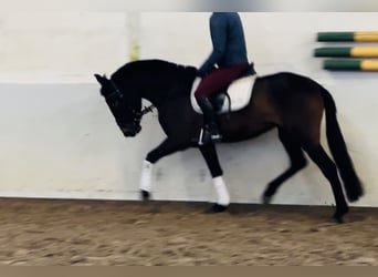 Koń andaluzyjski, Klacz, 4 lat, 152 cm, Gniada
