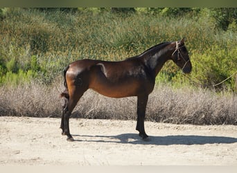 Koń andaluzyjski, Klacz, 4 lat, 152 cm, Gniada