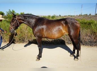 Koń andaluzyjski, Klacz, 4 lat, 152 cm, Gniada