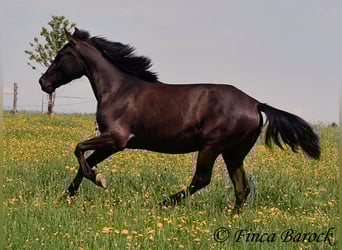 Koń andaluzyjski, Klacz, 4 lat, 152 cm, Kara