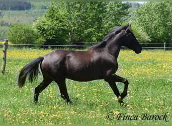 Koń andaluzyjski, Klacz, 4 lat, 152 cm, Kara