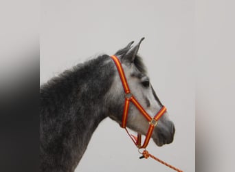 Koń andaluzyjski, Klacz, 4 lat, 152 cm, Siwa