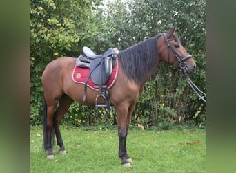 Koń andaluzyjski, Klacz, 4 lat, 153 cm, Gniada