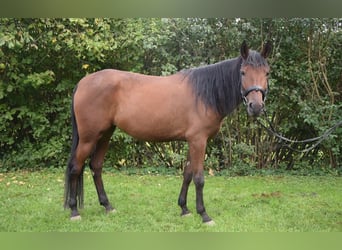 Koń andaluzyjski, Klacz, 4 lat, 153 cm, Gniada