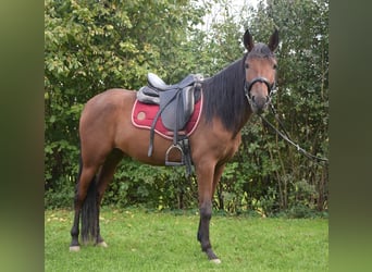 Koń andaluzyjski, Klacz, 4 lat, 153 cm, Gniada