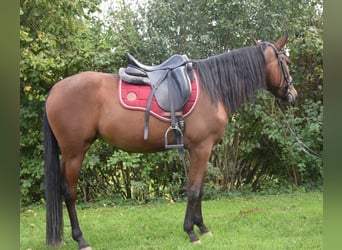 Koń andaluzyjski, Klacz, 4 lat, 153 cm, Gniada