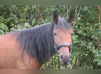 Koń andaluzyjski, Klacz, 4 lat, 153 cm, Gniada