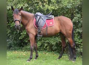 Koń andaluzyjski, Klacz, 4 lat, 153 cm, Gniada