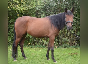 Koń andaluzyjski, Klacz, 4 lat, 153 cm, Gniada