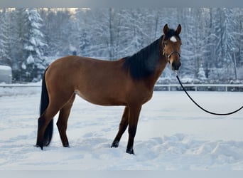 Koń andaluzyjski, Klacz, 4 lat, 153 cm, Gniada