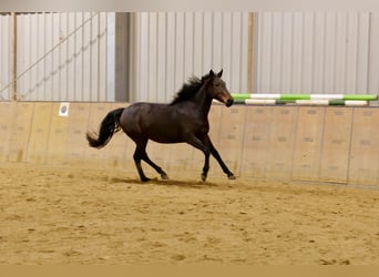 Koń andaluzyjski, Klacz, 4 lat, 153 cm, Gniada