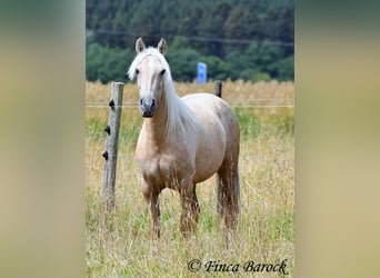 Koń andaluzyjski, Klacz, 4 lat, 153 cm, Izabelowata