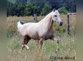 Koń andaluzyjski, Klacz, 4 lat, 153 cm, Izabelowata