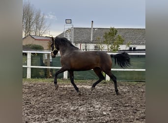 Koń andaluzyjski, Klacz, 4 lat, 154 cm, Ciemnogniada