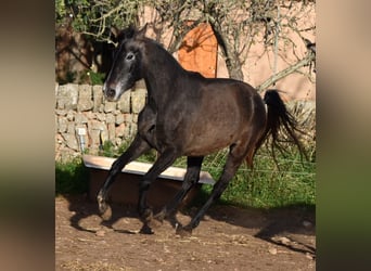 Koń andaluzyjski, Klacz, 4 lat, 154 cm, Siwa
