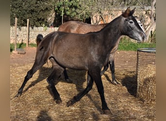 Koń andaluzyjski, Klacz, 4 lat, 154 cm, Siwa