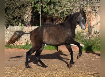 Koń andaluzyjski, Klacz, 4 lat, 154 cm, Siwa