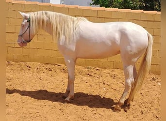 Koń andaluzyjski, Klacz, 4 lat, 155 cm, Cremello