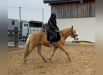 Koń andaluzyjski, Klacz, 4 lat, 155 cm, Izabelowata