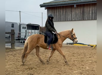 Koń andaluzyjski, Klacz, 4 lat, 155 cm, Izabelowata