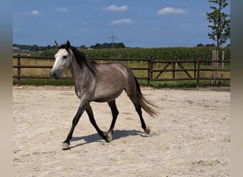 Koń andaluzyjski, Klacz, 4 lat, 155 cm, Siwa