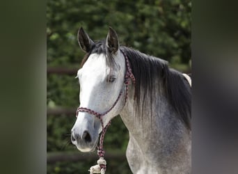 Koń andaluzyjski, Klacz, 4 lat, 155 cm, Siwa