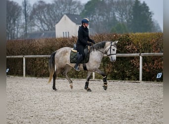 Koń andaluzyjski, Klacz, 4 lat, 155 cm, Siwa
