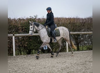 Koń andaluzyjski, Klacz, 4 lat, 155 cm, Siwa