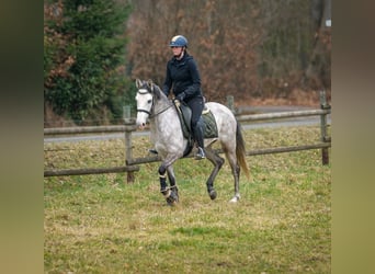 Koń andaluzyjski, Klacz, 4 lat, 155 cm, Siwa