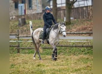 Koń andaluzyjski, Klacz, 4 lat, 155 cm, Siwa