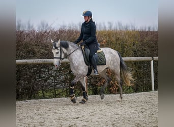 Koń andaluzyjski, Klacz, 4 lat, 155 cm, Siwa